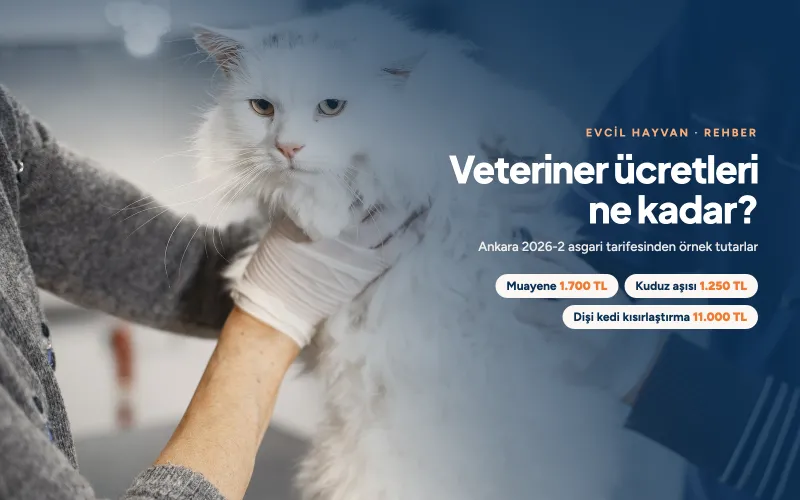 Veteriner Ücretleri: Ort. Muayene, Aşı ve Kısırlaştırma Maliyetleri