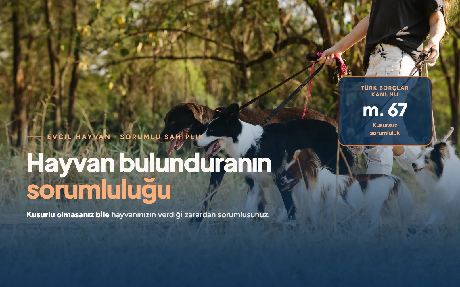 Hayvan Bulunduranın Sorumluluğu ve Yasal Yükümlülükler