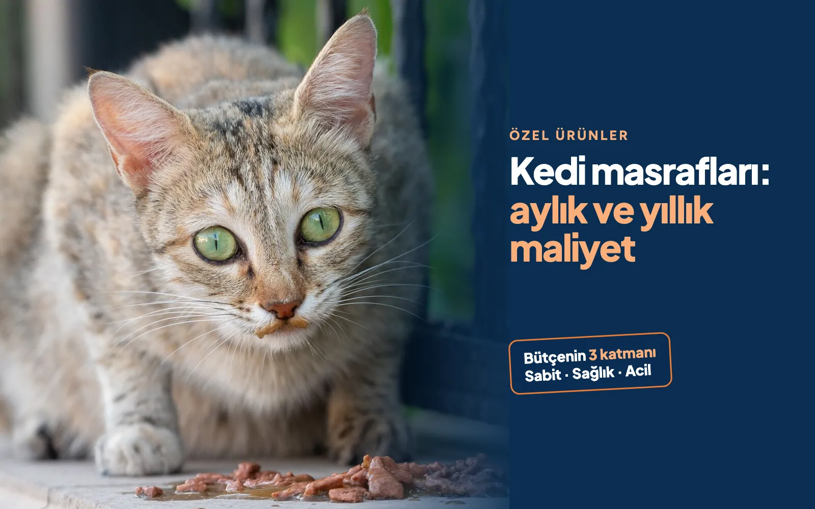 Kedi Masrafları: Aylık ve Yıllık Maliyet Ne Kadar?